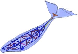 étude-structure-interne-baleine-gp-concept